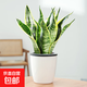 金邊虎皮蘭盆栽多肉植物水培好養(yǎng)綠植室內(nèi)花卉客廳大型虎尾蘭陽(yáng)臺(tái) 虎皮蘭30cm3棵【懶人盆】