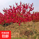 梅花樹(shù)苗盆栽紅梅樹(shù)臘梅盆景臘梅花老樁耐寒植物室內陽(yáng)臺庭院四季 1厘米粗（拍下備注品種）40厘米高 不含盆