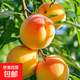 嶺上味語(yǔ)蒙陰大黃桃黃金蜜桃純甜大黃桃錦繡黃桃爆甜黃金蜜桃果園 帶箱4.8-5斤大果170克+