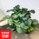 青蘋果竹芋盆栽室內(nèi)吸甲醛凈化空氣辦公桌面觀葉植物四季常青好養(yǎng) 蘋果竹芋40-50厘米【原土】