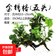 懶人草缸魚(yú)缸水草造景黃金錢(qián)迷你榕沉木小水榕真水草陰性?xún)艋|(zhì) 金錢(qián)榕（五頭）