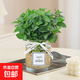 薄荷盆栽可食用大苗水培室內(nèi)驅(qū)蚊綠植迷迭香香草植物檸檬貓薄荷 精品中盆薄荷+透明MINI玻璃瓶