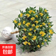 桂花樹(shù)苗濃香桂花苗金桂四季桂八月桂庭院陽(yáng)臺花卉盆栽綠植物 金桂1.5cm粗【開(kāi)花多】