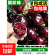 正宗車(chē)厘子樹(shù)苗大櫻桃樹(shù)苗果樹(shù)果苗嫁接矮化盆栽水果樹(shù)南方北種植 黑珍珠 2.5公分內粗/高1米以上帶分叉
