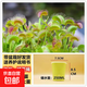 捕蠅草盆栽夏季水培驅(qū)蚊草食蟲草豬籠草食人花室內(nèi)好養(yǎng)花卉綠植物 巨俠1盆+自動吸水盆+種植好發(fā)貨