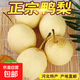 京喜加趙州水晶鴨梨新鮮水果產(chǎn)地直發(fā)【三】單果180g 帶箱9斤裝（凈重8.2斤）