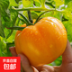 【地標(biāo)好物】?jī)?nèi)蒙特產(chǎn)五原黃柿子黃沙瓤西紅柿水果生鮮蔬菜 黃柿子 3斤 /6斤 黃西紅柿【中果】6斤/箱