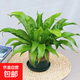 鳥(niǎo)巢蕨盆栽鐵線(xiàn)蕨驅蚊綠植水培室內蕨類(lèi)植物凈化空氣四季常青 鳥(niǎo)巢蕨20-30公分（加侖盆）