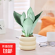 白玉虎皮蘭小盆栽植物花草北歐風(fēng)迷你綠植土培辦公室吸甲醛好養 玉虎皮蘭3株+甜甜圈陶瓷盆