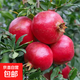 石榴樹(shù)苗突尼斯軟籽石榴苗蒙陽(yáng)紅大紅袍石榴庭院嫁接特大果樹(shù)苗木 大紅袍5年苗【當年結果】