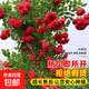 紅木香花苗爬藤植物庭院大苗盆栽花卉甜蜜黃白木香花樹苗四季開花 精品紅木香【四季濃香】 【精品好苗】1-1.2米高
