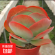 多肉植物稀有品種唐印老莊大顆多頭超大盆栽花卉綠植好養(yǎng)室內(nèi) 唐印12-15厘米 不含盆