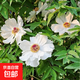 芍藥根塊多年生盆栽根莖庭院地栽陽臺植物花根花卉芍藥花苗帶芽根 芍藥帶芽根塊3個