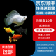 瑪麗魚(yú)胎生魚(yú)皮球月光魚(yú)小型魚(yú)活體熱帶觀(guān)賞魚(yú)米奇魚(yú)孔雀魚(yú)耐養 瑪麗魚(yú)10條含2條備損