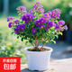 紫精靈紫薇花樹(shù)苗紫色藍紫薇庭院四季盆栽綠化百日紫耐寒室外種植 紫精靈 紫薇花（花期長(cháng)）夏季開(kāi)花 不含盆  原土球發(fā)貨