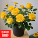 【四季循環(huán)開(kāi)花】帶花苞發(fā)貨玫瑰花苗盆栽室內(nèi)外陽(yáng)臺(tái)好養(yǎng)花卉耐寒 黃色【一盆4-5棵帶花苞】[原盆原土]