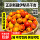 空運新疆伊犁吊干杏 中大果 爆甜現摘 新鮮孕婦水果蜜杏-中視 紅色【5斤裝】新疆伊犁吊干杏