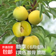 正宗蜂糖李子樹苗貴州脫骨李子樹苗早熟南方北方地栽盆栽當(dāng)年結(jié)果 蜂糖李【當(dāng)年結(jié)果四年苗1棵】 60cm(含)-69cm(含)