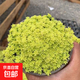 黃金萬(wàn)年草花鋪面草黃金草多肉用作護盆草點(diǎn)綴花盆植物陽(yáng)臺好養活 大盆黃金草【6—7cm】2盆 不含盆