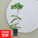 黃金流泉楓盆栽中式禪意盆景楓樹(shù)楓葉客廳落地室內綠植 流泉楓【原膠盆土培】造型隨機50-60厘米高度