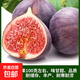 無(wú)花果樹果苗特大果波姬紅帶果矮化盆栽四季結(jié)果南北方陽(yáng)臺(tái)可種植 日本紫果品種-5年苗【當(dāng)年結(jié)果】