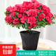 杜鵑花苗盆栽帶花苞發(fā)貨四季開(kāi)花植物大棵好養(yǎng)活陽(yáng)臺(tái)室內(nèi)綠植花卉 大號(hào)紅色杜鵑花+原生盆