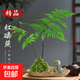 蕨類水培植物盆栽紅磷蕨苔蘚球一葉蕨室內(nèi)耐陰新中式禪意盆景綠植 精品紅磷蕨苔蘚球40-50cm【荷葉盆+小和尚】 送營(yíng)養(yǎng)液