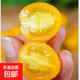 黃金玲瓏圣女果迷戀櫻桃番茄西紅柿新鮮黃色水果現(xiàn)摘柿子 1斤（帶箱）