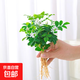 春羽盆栽植物水培如意皇后觀葉綠植鴨腳木金鉆盆栽竹柏小紅掌 九里香5株