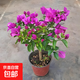 三角梅盆栽帶花老樁爬藤植物重瓣四季陽臺(tái)盆栽大苗耐熱好養(yǎng)活綠櫻 云南紫