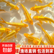 黃金錦鯉活魚(yú)招財魚(yú)金魚(yú)活魚(yú)好養耐活冷水魚(yú)魚(yú)苗活體小金魚(yú)觀(guān)賞魚(yú) 黃金錦鯉7-9厘米 【共6條】