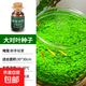 瘋狂水草種子魚(yú)缸草籽植物草缸造景真草陰性水草孑牛毛草種子 大對(duì)葉種子 魚(yú)缸草籽植物草缸造景