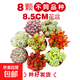 多肉植物辦公室內陽(yáng)臺肉肉桌面親子園藝微景觀(guān)好養綠植盆栽DIY 8顆大盆組合（9cm盆種好發(fā)貨）