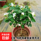 帶花苞筆尖茉莉花盆栽單瓣獨桿濃香型花卉大全陽(yáng)臺客廳好養活驅蚊 4年苗【帶花苞】獨桿樹(shù)型
