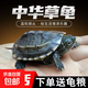 中華草龜小烏龜活物外塘長(cháng)壽龜寵物金線(xiàn)龜墨龜龜苗批發(fā) 2-3cm 草龜【單身一只】