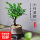 小葉紫檀盆景老樁綠植中式盆栽室內(nèi)辦公桌面茶幾花卉擺件好養(yǎng)易活 叢林小葉紫檀1盆【25-30厘米】+原盆土+肥