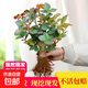 玫瑰花苗四季開花盆栽地栽花卉觀花植物室內(nèi)外月季老樁苗薔薇花苗 混色精品老樁玫瑰苗5棵裝