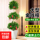 金錢榕大盆栽室內(nèi)招財(cái)搖錢樹客廳大型植物榕樹辦公室綠植四季常青 【三層搖錢樹】1.7-1.8米+菱形盆