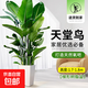 天堂鳥大型綠植盆栽 天堂鳥1.7-1.8米【梯形樹脂盆】