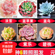 多肉植物小盆栽豪華套裝多肉組合綠植桃蛋花卉園藝 【如圖品種】爆款六顆+盆土