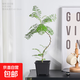 藍花楹綠植室內盆栽植物家里門(mén)口客廳電視柜旁邊好養活四季高級感 S造型藍花楹4年苗+基地原盆+吊卡 帶盆栽好