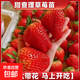 草莓苗盆栽 秋冬季四季結果陽(yáng)臺種植苗秧紅顏奶油丹東九九 查理草莓1盆 原盆帶花帶果+肥料 高約18-23cm