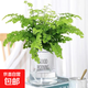 鐵線蕨盆栽蕨類植物耐陰大型霸王蕨室內(nèi)辦公室桌面水養(yǎng)綠植好養(yǎng)活 精品鐵線蕨＋早安盆