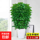 獨桿幸福樹(shù)叢生客廳室內好養花盆景綠植辦公室吸甲醛四季常青植物 精品叢生幸福樹(shù)高1.1-1.2米（螺紋盆） 帶盆栽好