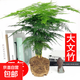 文竹盆景植物 室內綠色盆栽桌面吸甲醛凈化空氣觀(guān)葉花卉綠植 大文竹5年苗【1盆】 不含盆