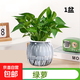 特價(jià)綠蘿盆栽室內客廳辦公室吸甲醛凈化空氣水培植物綠植花卉好養 【1盆】綠蘿+灰色南瓜盆自吸水 整體含盆高度20-25cm