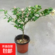 帶花或帶果香水檸檬樹(shù)帶果苗可食用檸檬樹(shù)四季結果盆栽綠植結果 檸檬：帶花或帶果30-35高1顆