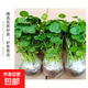 銅錢草水培盆栽辦公室內(nèi)室外花卉金錢草綠植吸好養(yǎng)花草植物 精品銅錢草帶葉發(fā)貨1盆（不含盆  100根以上）