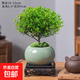 小葉赤楠盆景辦公室內植物桌面迷你小盆栽綠植擺件四季好養活 小葉赤楠+綠冰瓷盆+方形底托（送苔蘚）