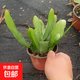 小葉曇花盆栽帶花苞鮮花花卉植物陽(yáng)臺(tái)室內(nèi)花苗好養(yǎng)活四季耐陰綠植 小葉曇花帶130#盆約20cm長(zhǎng) 帶盆栽好